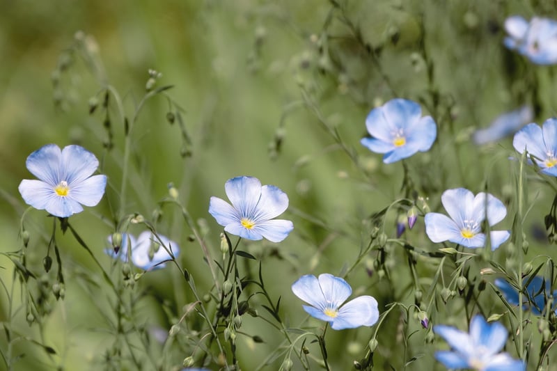 Magical Meadow